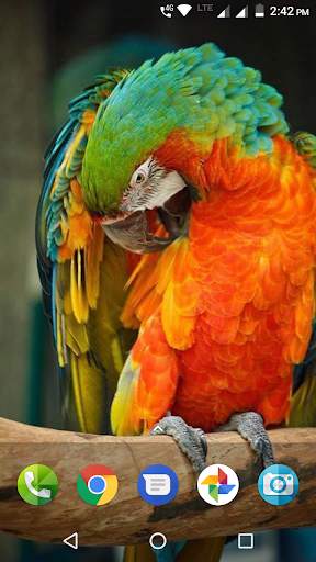 Macaw Wallpaper screenshot 2