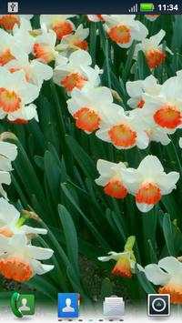 Daffodils Live Wallpaper screenshot 3