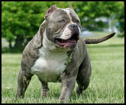 Pitbull HD Wallpaper New 2019 screenshot 2