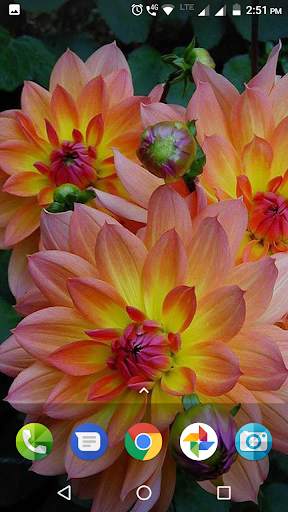 Dahlia Flower Wallpaper Hd screenshot 2