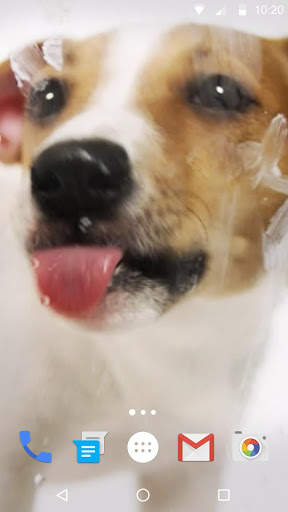Dog Licks Screen Wallpaper 2019 скриншот 3