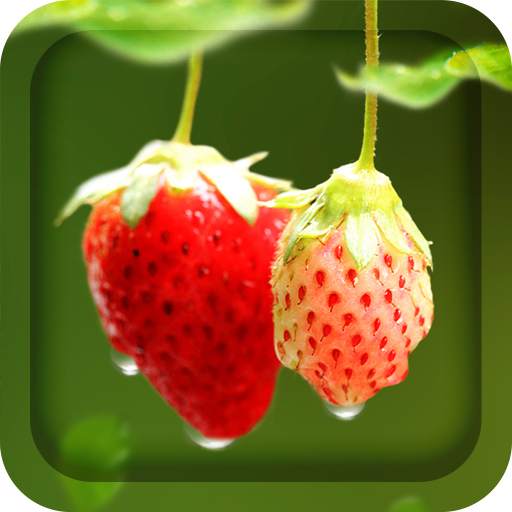 Red Strawberry Live Wallpaper 1.4.0