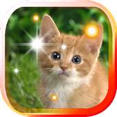 Hello my kitty Live Wallpaper 1.2
