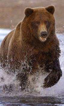 Brown Bear Jigsaw Puzzles screenshot 3
