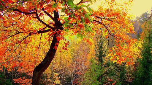 Autumn Wallpapers HD & 4k Backgrounds screenshot 22