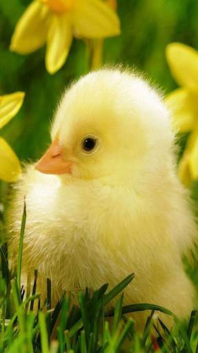 Chicks Wallpapers screenshot 5