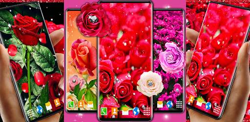 Red rose wallpapers HD | offline screenshot 5