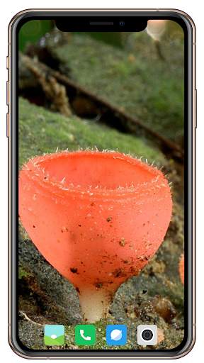HD Mushroom Wallpaper screenshot 6