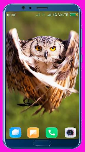 Owl Wallpaper screenshot 6