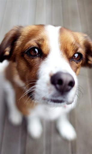 Q Puppy Live Wallpaper screenshot 2