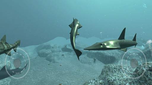 Real Shark Simulator 3D screenshot 6