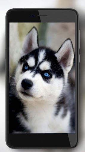 Husky Voice Live Wallpaper screenshot 5