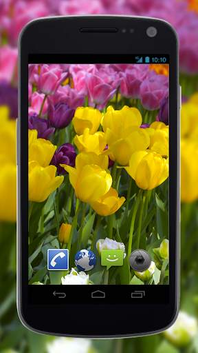 4K Flower Glade Video Live Wallpapers screenshot 1
