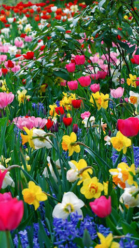 Beautiful Spring Wallpaper screenshot 15