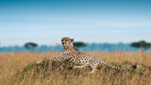 Cheetah Live Wallpaper screenshot 8