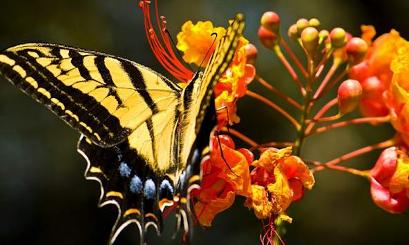 Butterfly Wallpapers screenshot 1