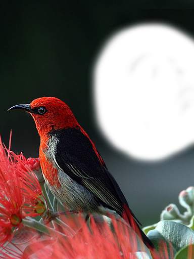 Birds Photo Frames HD स्क्रीनशॉट 16