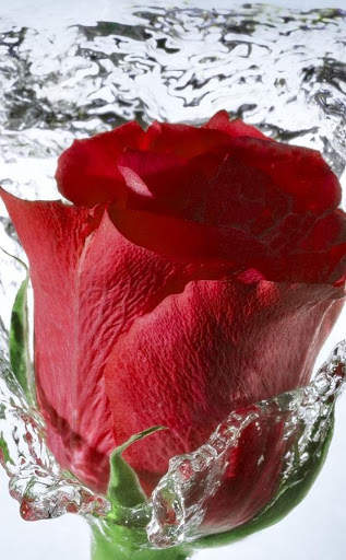 Rose Wallpaper screenshot 3