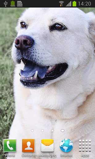 Labrador retrievers live wallp screenshot 2