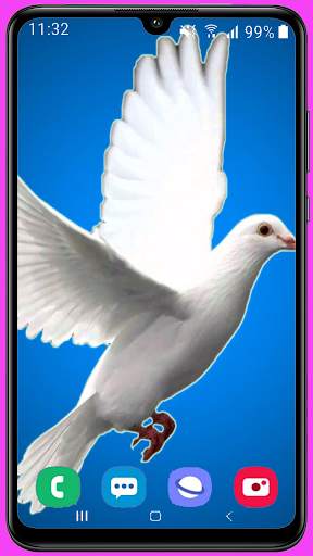 Pigeon Wallpaper Best HD screenshot 14
