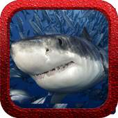 Shark Rush 1.0