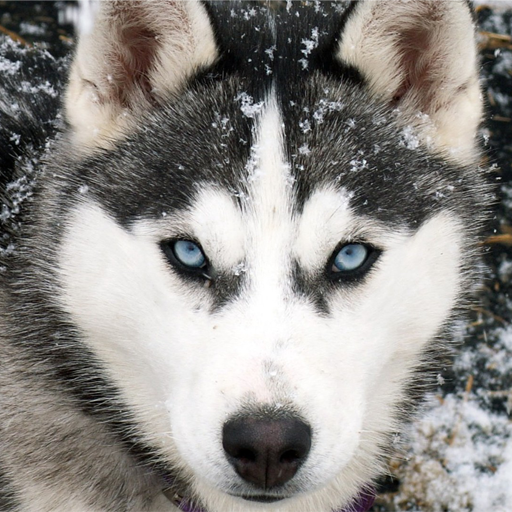Husky live wallpaper icon