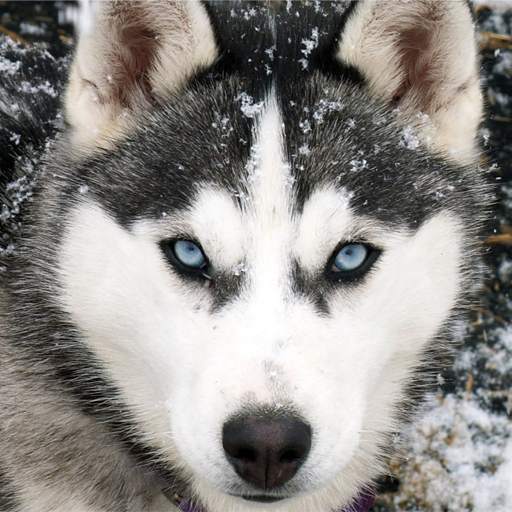 Husky live wallpaper 4.3