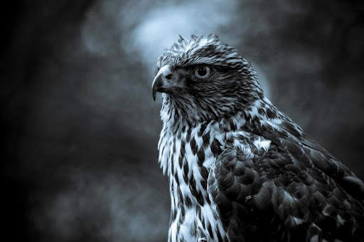 Eagle HD Wallpaper screenshot 1