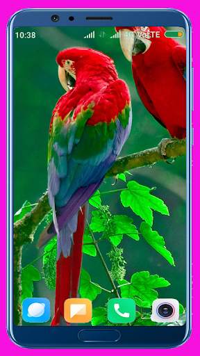 Parrot HD Wallpaper 4 تصوير الشاشة