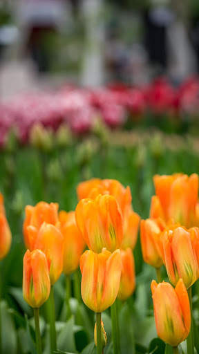 Flower Video Live Wallpaper screenshot 5