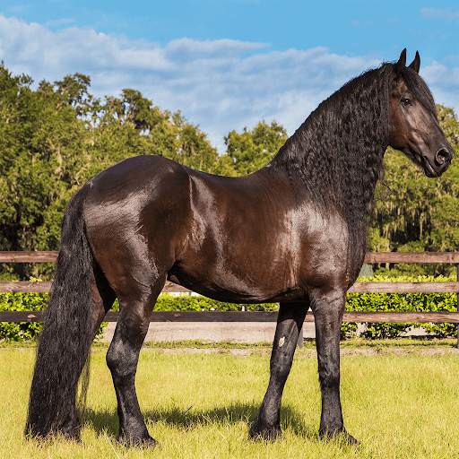 Horses Jigsaw Puzzle Games screenshot 6