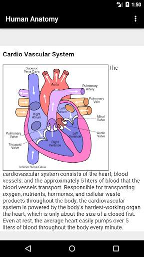 Human Anatomy screenshot 1