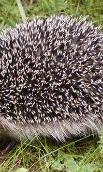 Hedgehog wallpapers screenshot 4