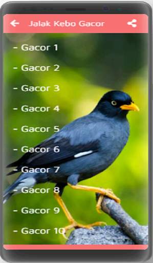 Kicau Jalak Kebo Gacor screenshot 4