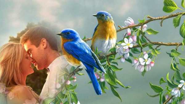 Love Birds Photo Frame Editor screenshot 2
