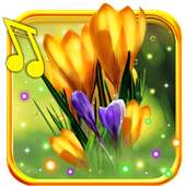 Crocus Free live wallpaper 1.5