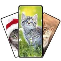 Cute Cat Wallpapers HD
