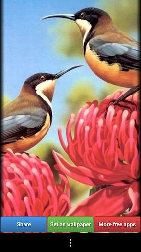 Hummingbirds HD Wallpaper screenshot 7