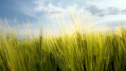 Nature Live Wallpaper : 7fon & LWP screenshot 4