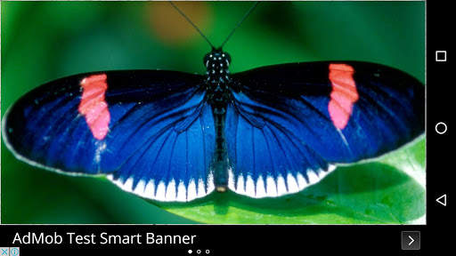 Butterfly Wallpapers screenshot 7