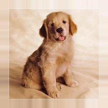 Imagens e retratos dos filhotes de cachorro screenshot 4