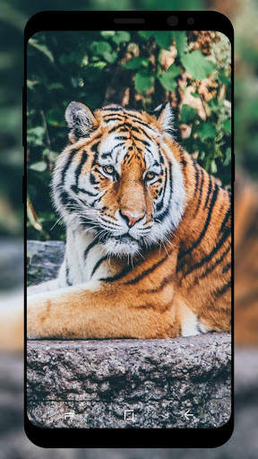 Tiger Wallpaper HD screenshot 7