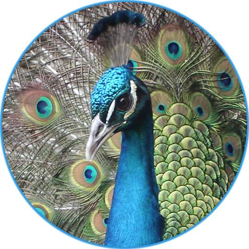 Peacock (Animal) Sounds 1.9