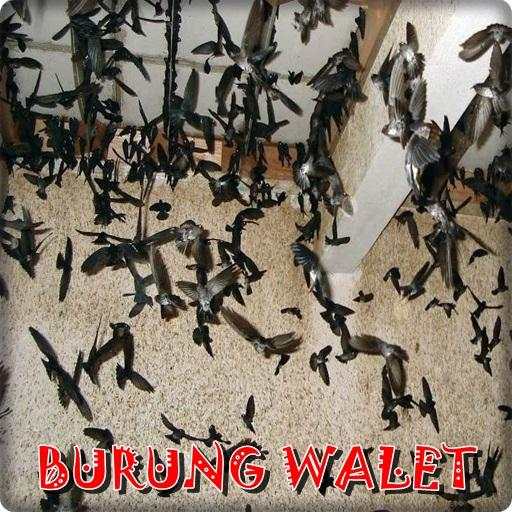 Kicau Burung Walet 1.0
