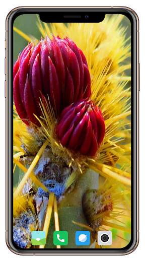 Cactus Flowers Wallpaper screenshot 2