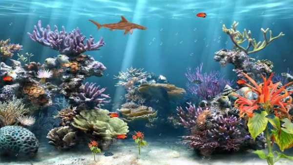 Aquarium Live Wallpaper screenshot 3