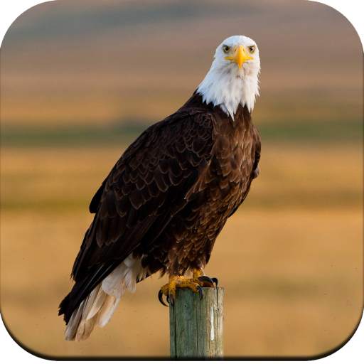 Eagle Wallpaper HD 1.04