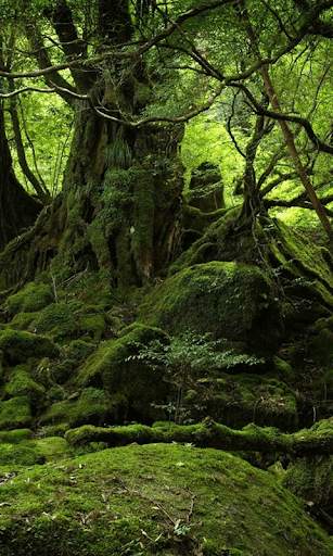Jungle HD Wallpaper Background скриншот 4