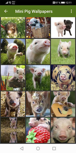 Mini Pig Wallpapers screenshot 1