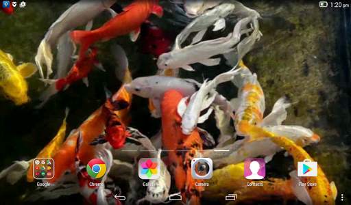 Koi Live Wallpaper screenshot 7